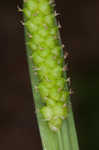 Limestone meadow sedge